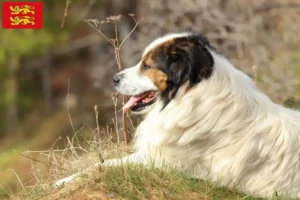 Read more about the article Tornjak breeders and puppies in Normandy