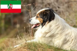Read more about the article Tornjak breeders and puppies in North Rhine-Westphalia