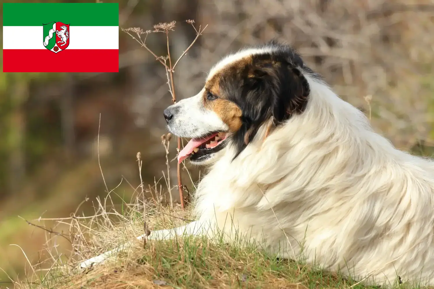 Read more about the article Tornjak breeders and puppies in North Rhine-Westphalia
