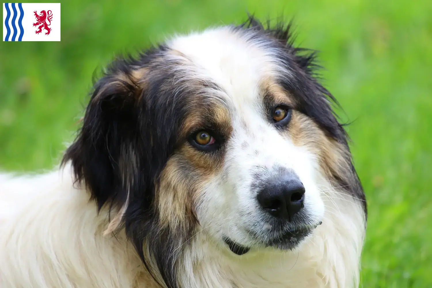 Tornjak puppies and breeder Nouvelle-Aquitaine Here you can find Tornjak breeders in Nouvelle-Aquitaine.