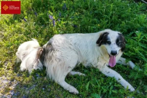 Read more about the article Tornjak breeders and puppies in Occitania