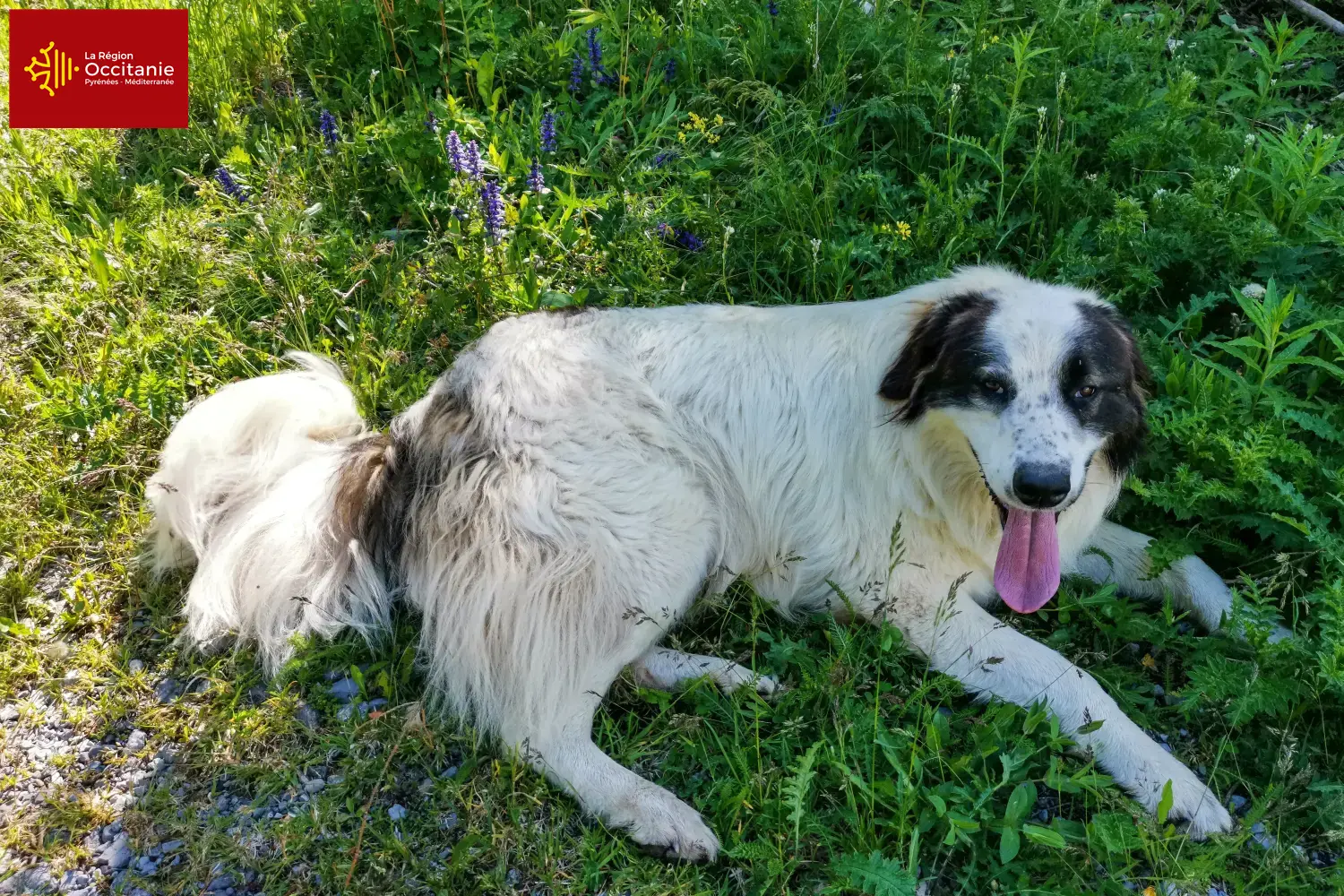 Tornjak puppies and breeders Occitania Here you can find Tornjak breeders in Occitania.