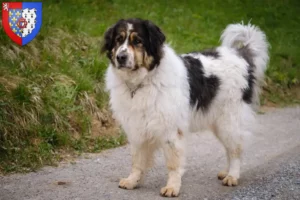 Read more about the article Tornjak breeders and puppies in Pays de la Loire