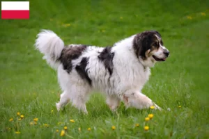 Read more about the article Tornjak breeders and puppies in Poland