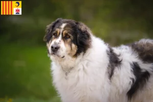 Read more about the article Tornjak breeders and puppies in Provence-Alpes-Côte d’Azur