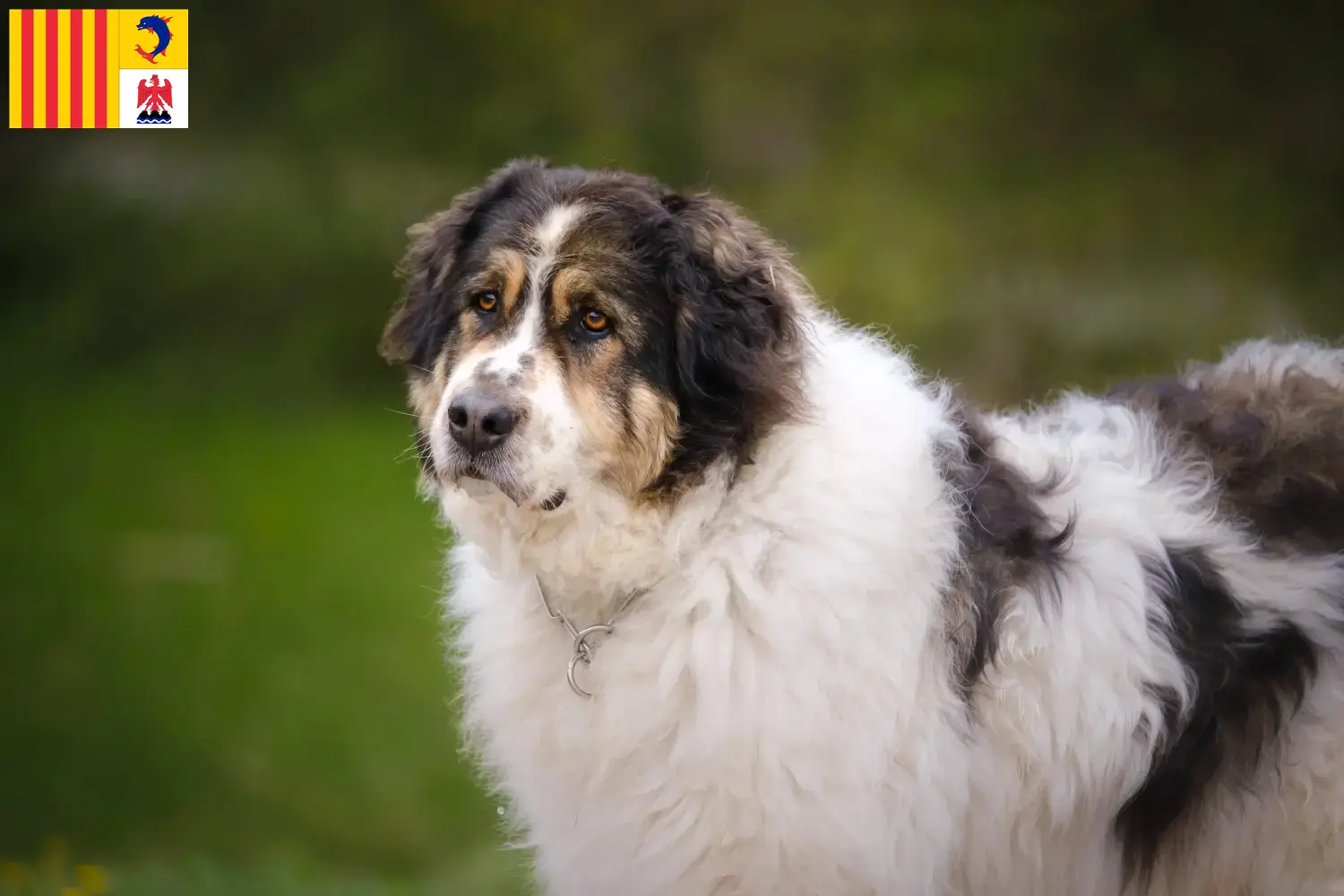 Read more about the article Tornjak breeders and puppies in Provence-Alpes-Côte d’Azur