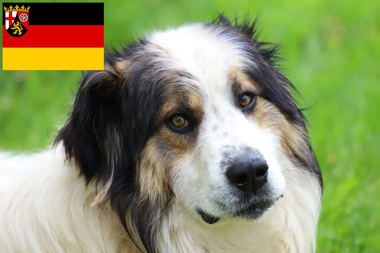 Tornjak puppies and breeders Rhineland-Palatinate Here you can find Tornjak breeders in Rhineland-Palatinate.