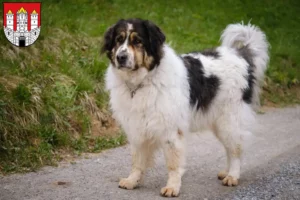 Read more about the article Tornjak breeders and puppies in Salzburg
