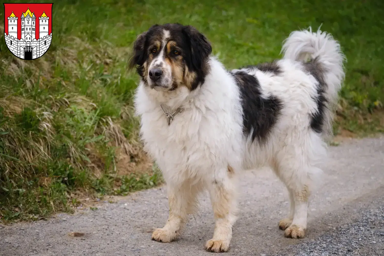 Tornjak puppies and breeders Salzburg Here you can find Tornjak breeders in Salzburg.
