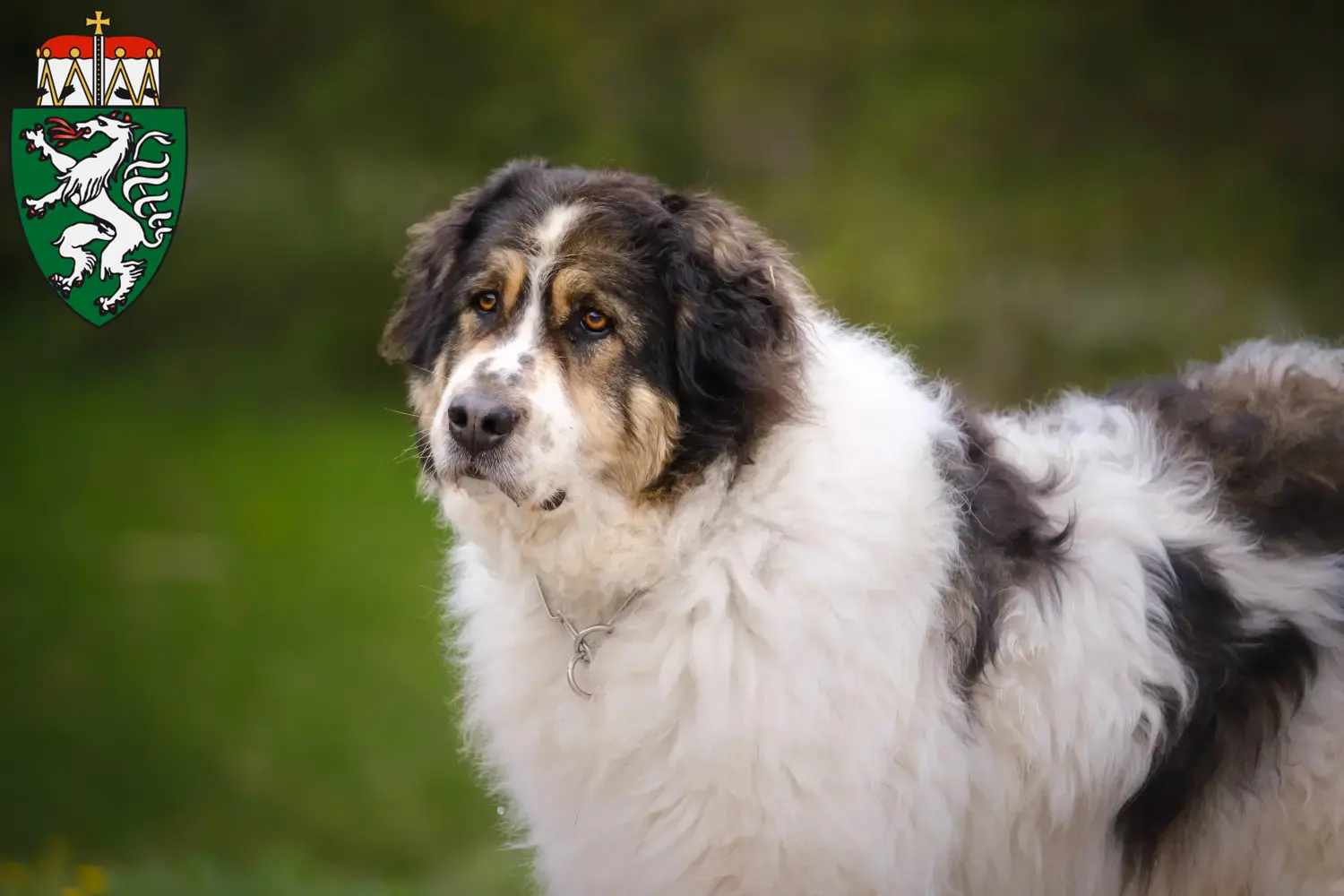 Tornjak puppies and breeders Styria Here you can find Tornjak breeders in Styria.