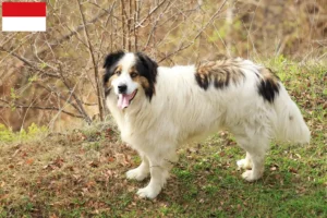 Read more about the article Tornjak breeders and puppies in Vienna