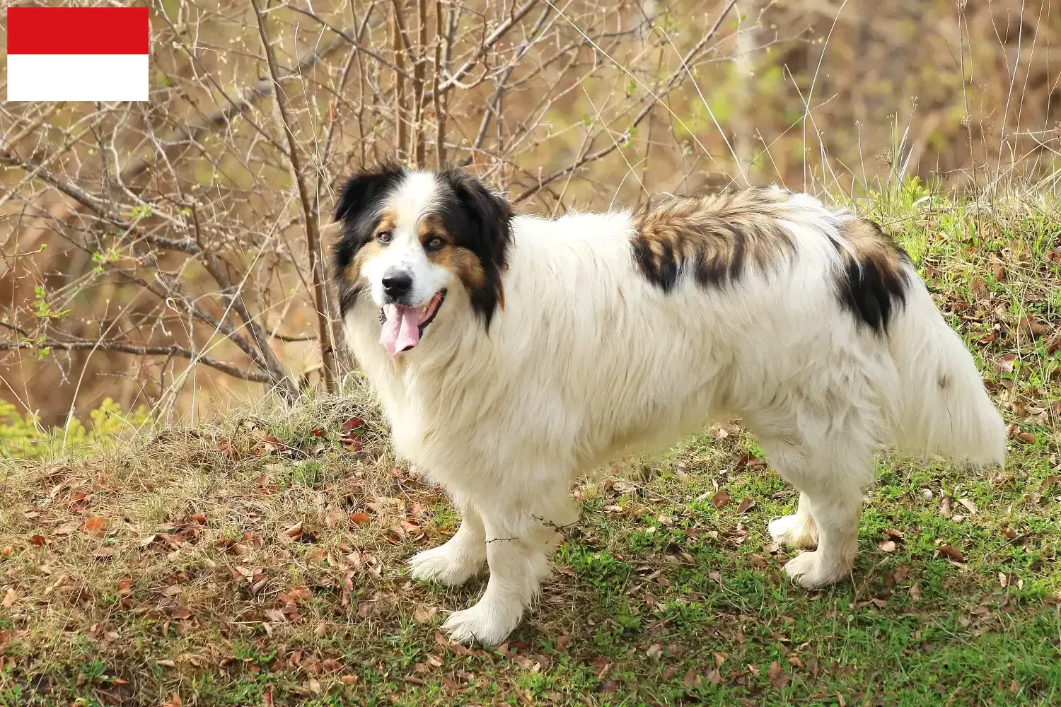 Tornjak puppies and breeders Vienna Here you can find Tornjak breeders in Vienna.