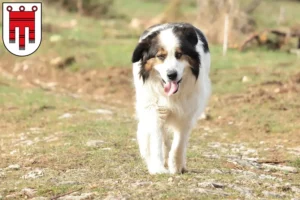 Read more about the article Tornjak breeders and puppies in Vorarlberg