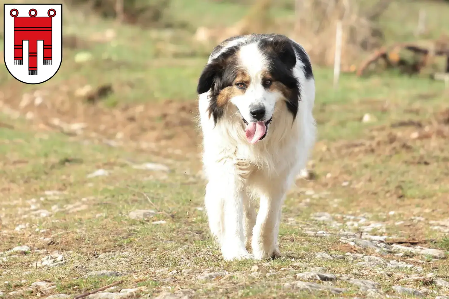 Tornjak puppies and breeders Vorarlberg Here you can find Tornjak breeders in Vorarlberg.