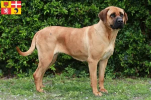 Read more about the article Tosa breeders and puppies in Auvergne-Rhône-Alpes