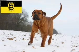 Read more about the article Tosa breeders and puppies in Baden-Württemberg