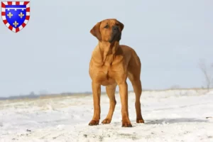 Read more about the article Tosa breeders and puppies in Centre-Val de Loire