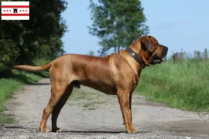 Read more about the article Tosa breeders and puppies in Drenthe