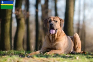 Read more about the article Tosa breeders and puppies in Flevoland