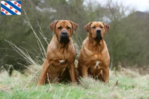 Read more about the article Tosa breeders and puppies in Friesland