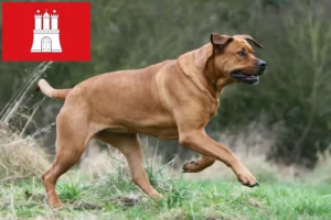 Read more about the article Tosa breeders and puppies in Hamburg