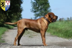 Read more about the article Tosa breeders and puppies in Hauts-de-France