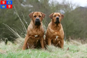 Read more about the article Tosa breeders and puppies in Hradec Králové