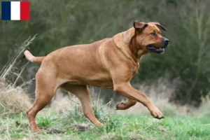 Read more about the article Tosa breeders and puppies in Martinique