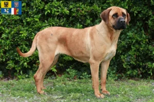 Read more about the article Tosa breeders and puppies in Moravia-Silesia