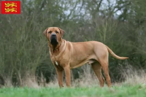 Read more about the article Tosa breeders and puppies in Normandy