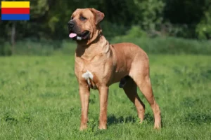 Read more about the article Tosa breeders and puppies in North Holland