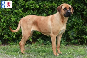 Read more about the article Tosa breeders and puppies in Nouvelle-Aquitaine