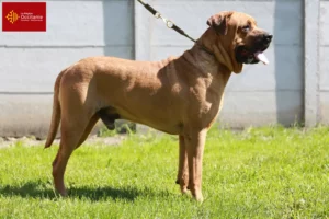 Read more about the article Tosa breeders and puppies in Occitania