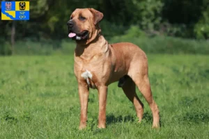 Read more about the article Tosa breeders and puppies in Olomouc