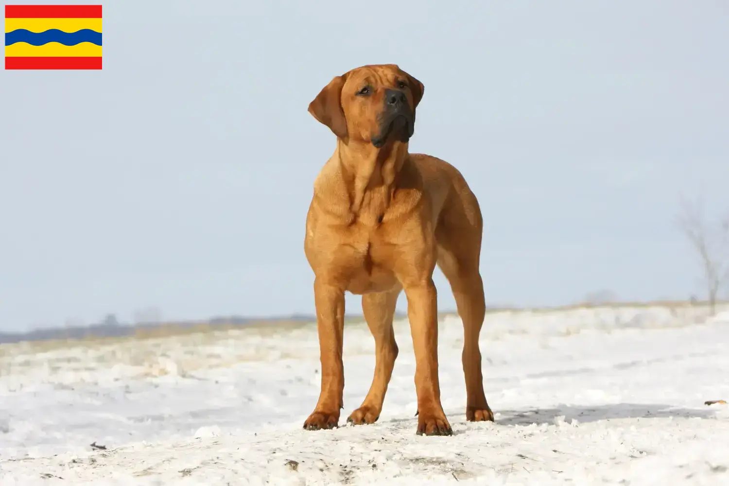 Tosa puppies and breeders Overijssel Find Tosa breeders in Overijssel here.