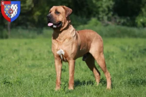 Read more about the article Tosa breeders and puppies in Pays de la Loire