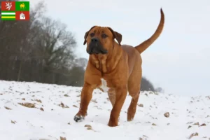 Read more about the article Tosa breeders and puppies in Pilsen