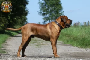 Read more about the article Tosa breeders and puppies in Prague