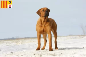 Read more about the article Tosa breeders and puppies in Provence-Alpes-Côte d’Azur
