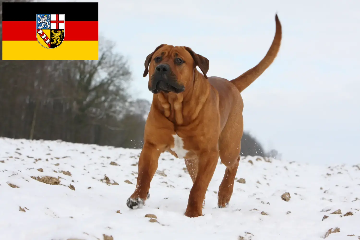 Tosa puppies and breeders Saarland Here you can find Tosa's breeders im Saarland.