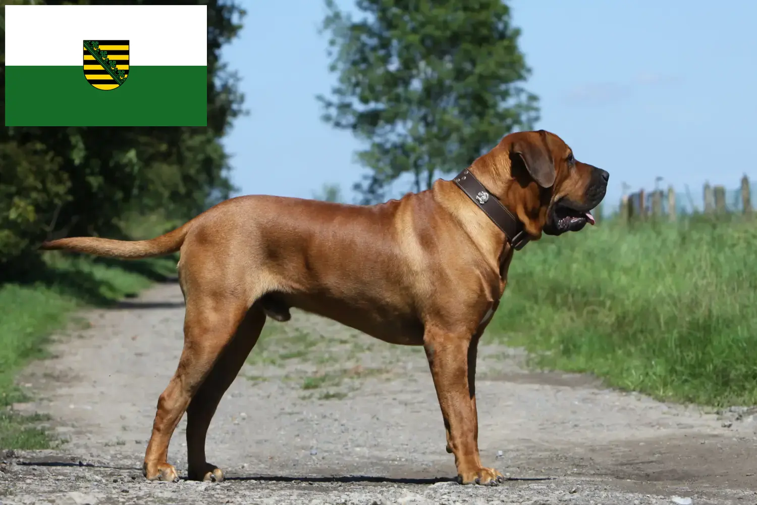 Tosa puppies and breeders Saxony Find Tosa breeders in Saxony here.