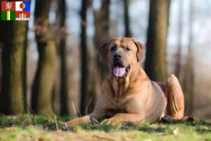 Read more about the article Tosa breeders and puppies in South Bohemia