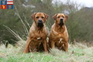 Read more about the article Tosa breeders and puppies in South Moravia