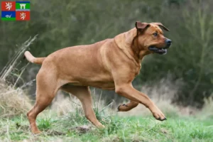 Read more about the article Tosa breeders and puppies in Ústí