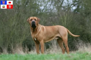 Read more about the article Tosa breeders and puppies in Vysočina