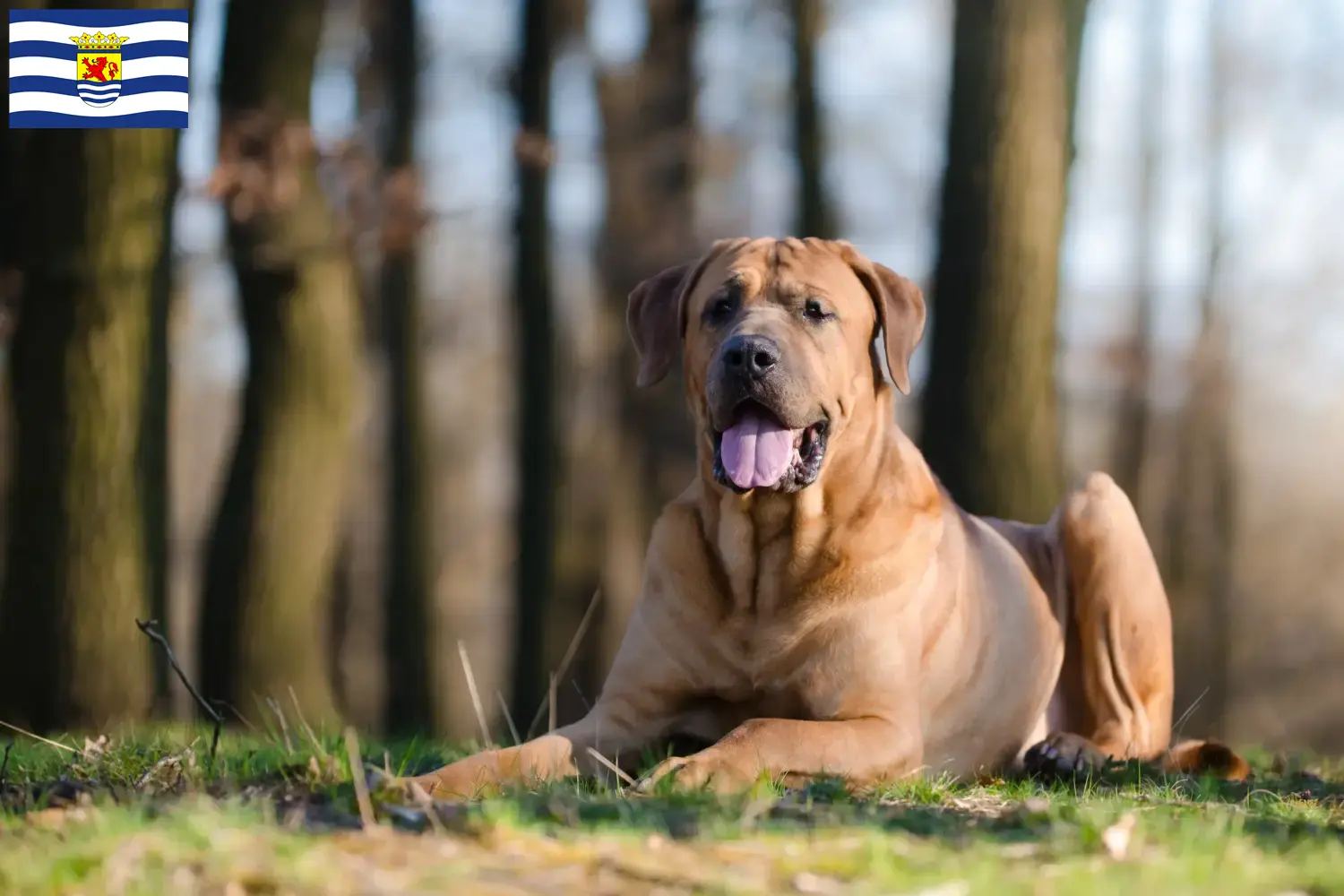 Read more about the article Tosa breeders and puppies in Zeeland