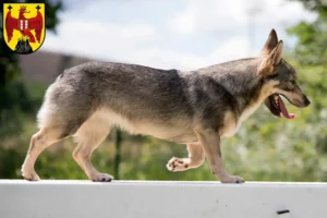Read more about the article Västgötaspets breeders and puppies in Burgenland