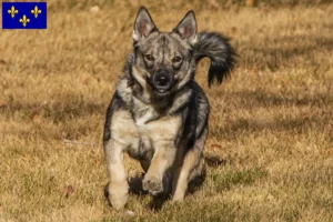 Read more about the article Västgötaspets breeders and puppies in Île-de-France