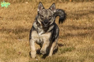 Read more about the article Västgötaspets breeders and puppies in Midtjylland