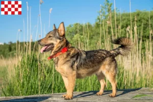 Read more about the article Västgötaspets breeders and puppies in North Brabant